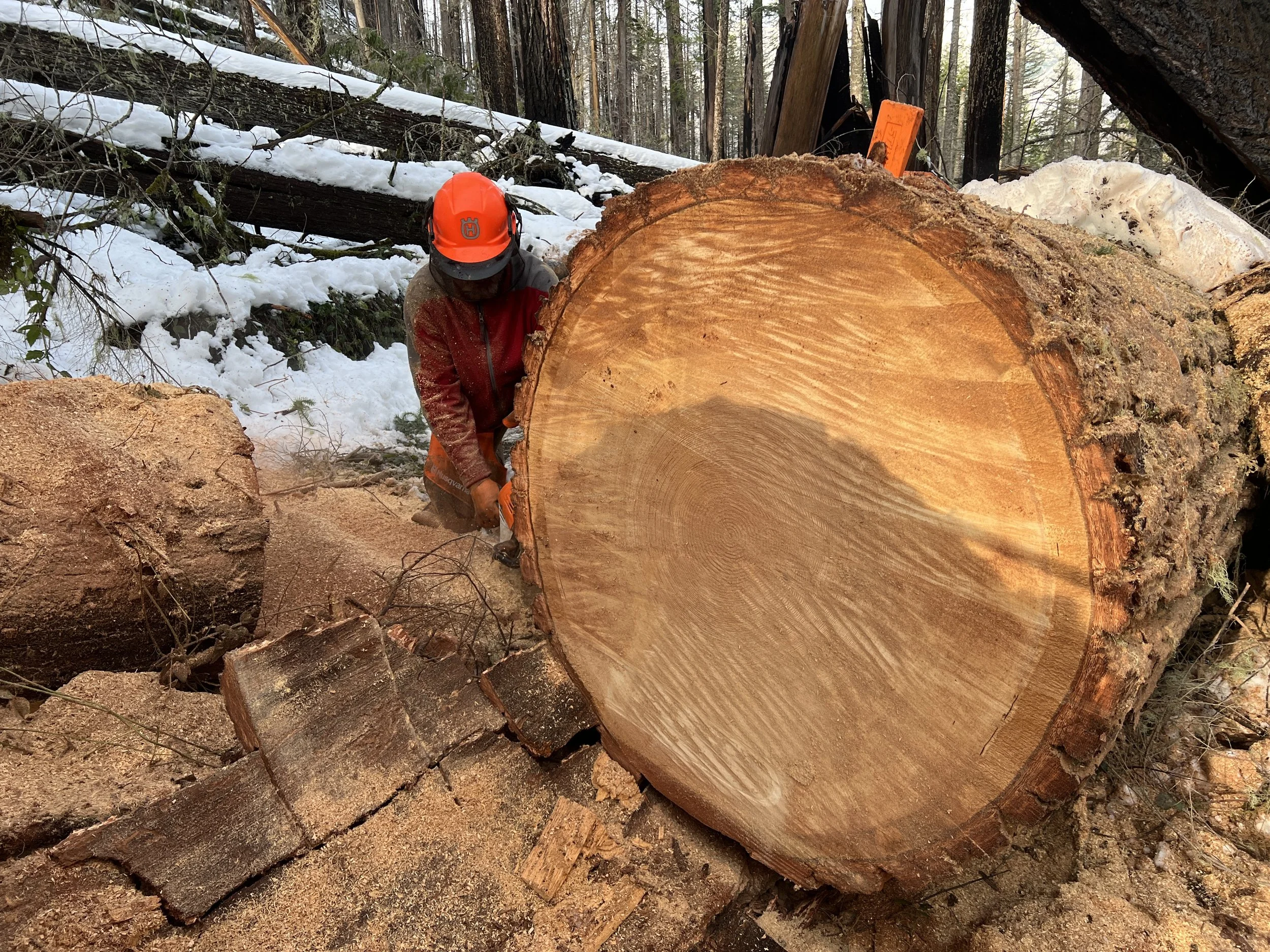 A sawyer using a chainsaw on a large fallen tree.