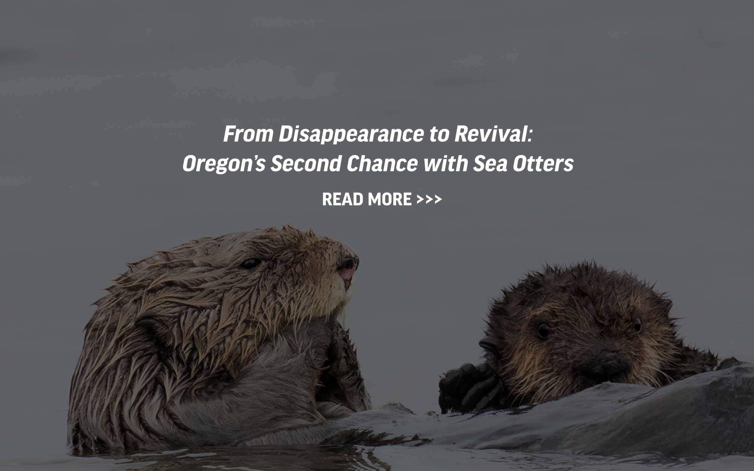 Two sea otters in the ocean. Text reads "From Disappearance to Revival: Oregon's Second Chance with Sea Otters"