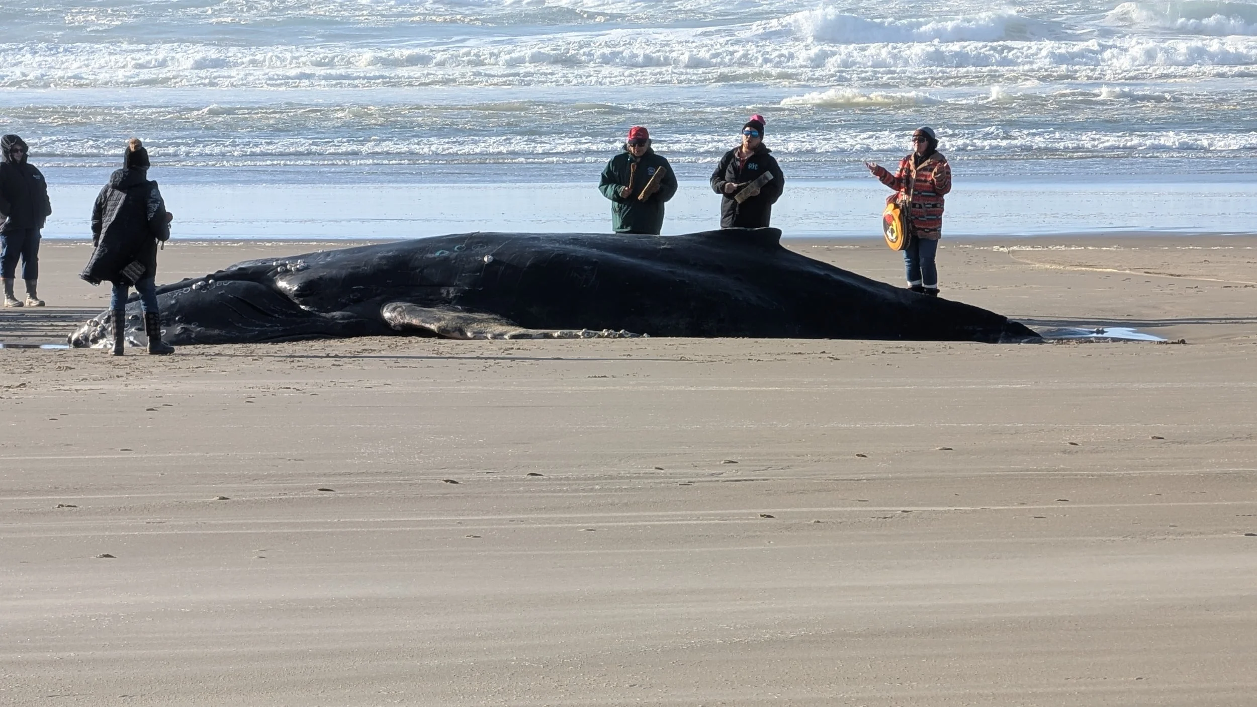 People, from the Siletz tribe, drumming and singing near a beached humpback whale