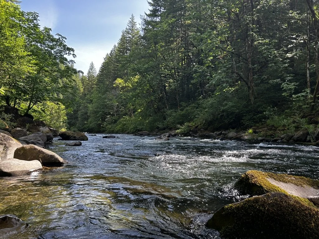 A photo of the North Fork Willamette River.