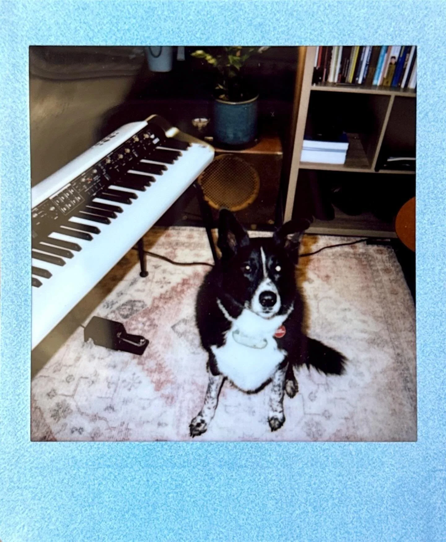 Meet Forest! Resident naughty boy. He likes to come say hello to all the students. If you&rsquo;re lucky you&rsquo;ll catch him singing along to a song, his favourite song is Superstition by Stevie Wonder! He always makes us laugh and we love him so 