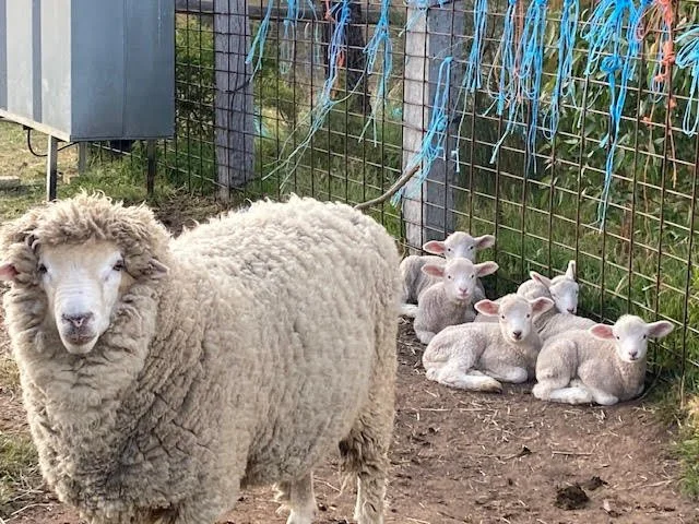 Lambs.jpg