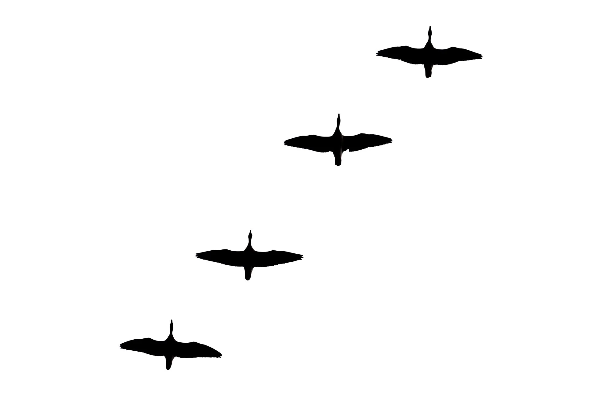 gd-6.jpg