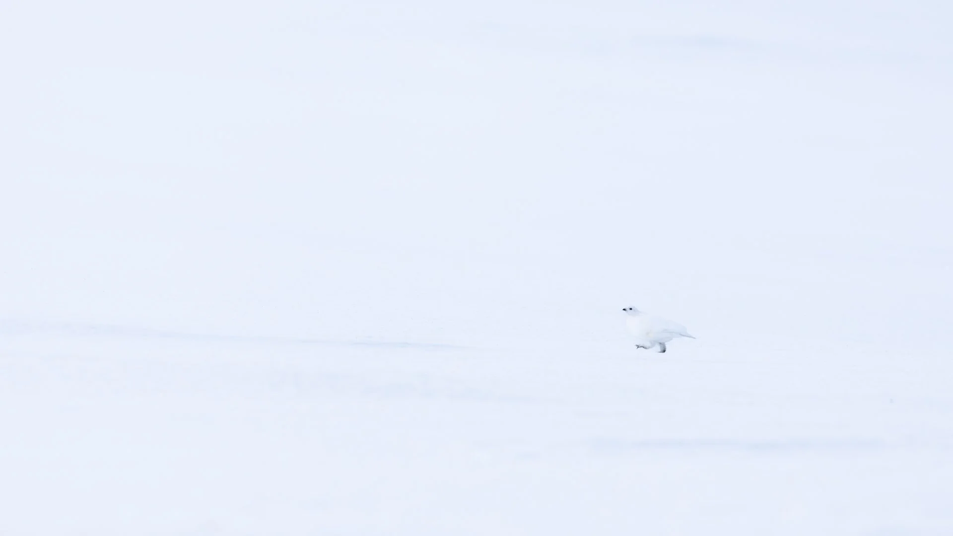 Arctic-15.jpg