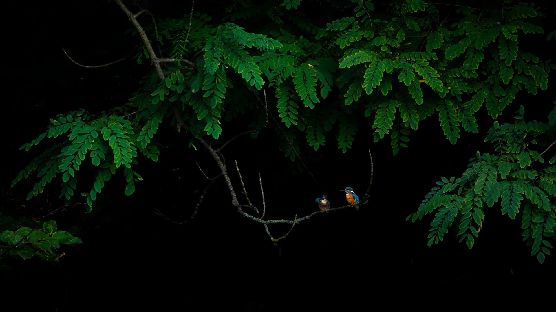 Kingfisher-2.jpg