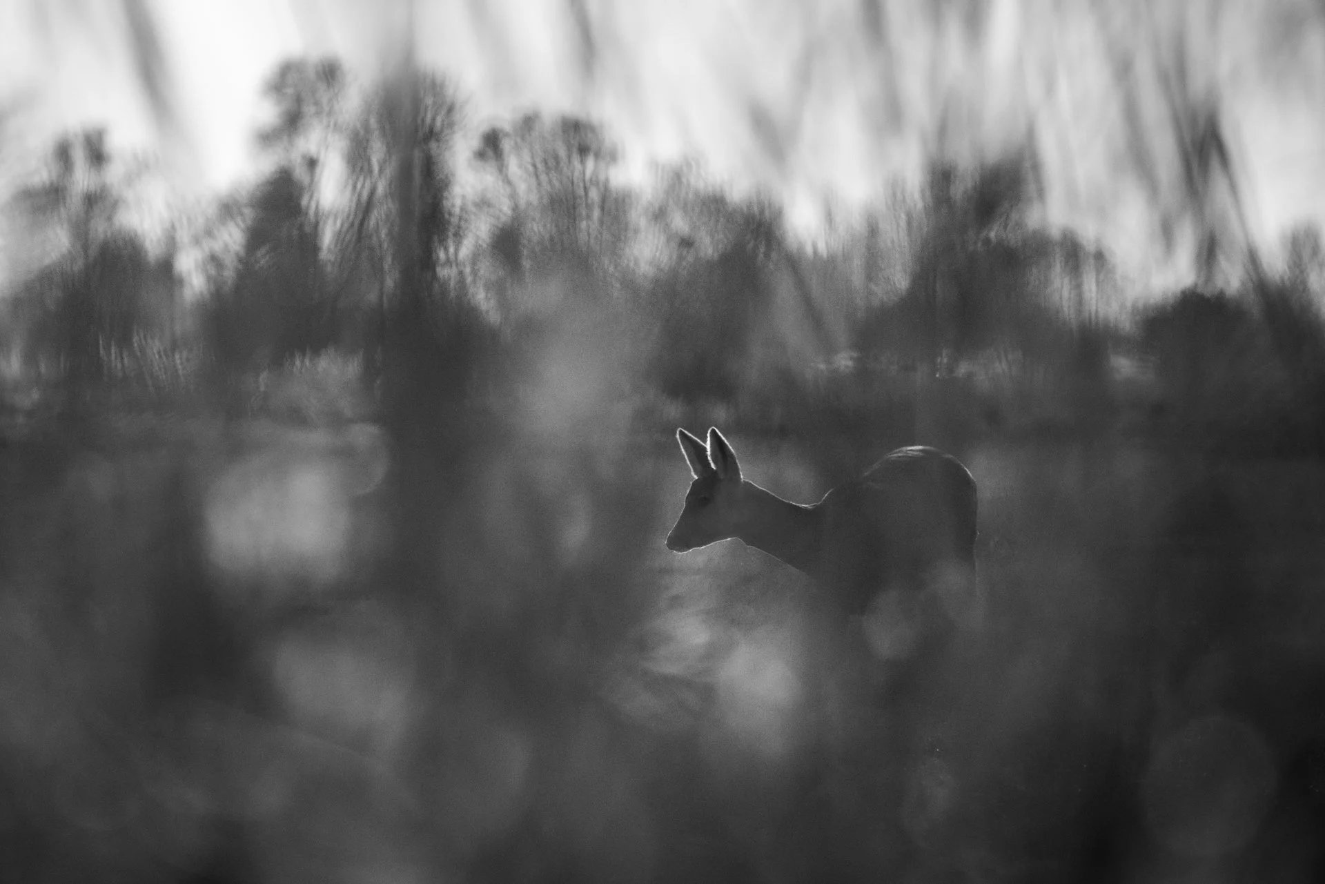 _5_11639.jpg