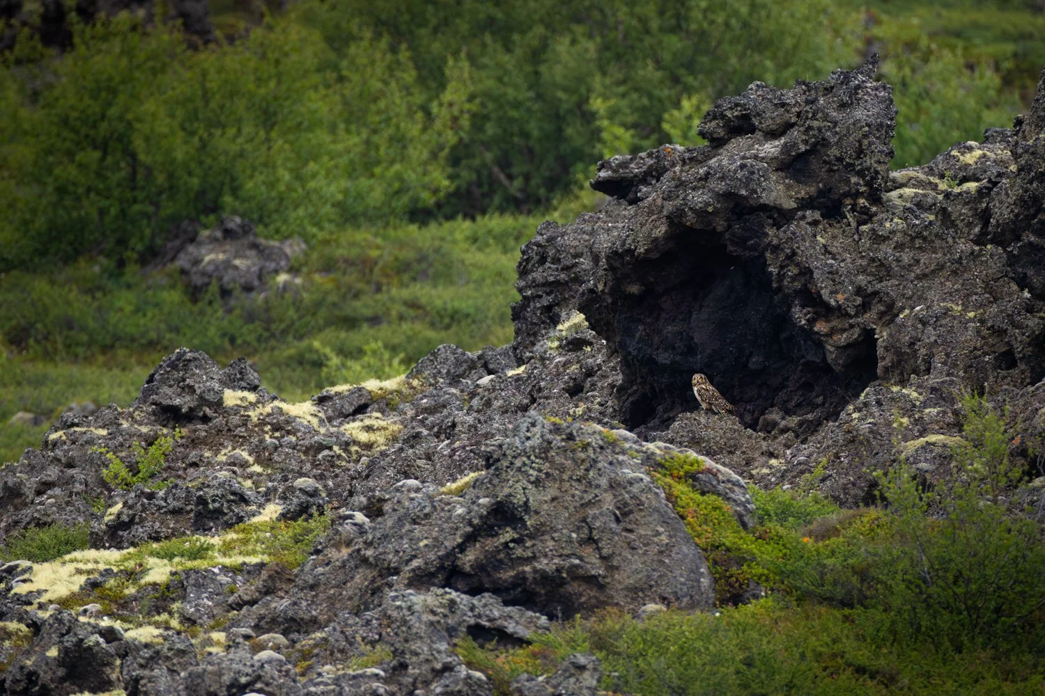 Environment-25.jpg