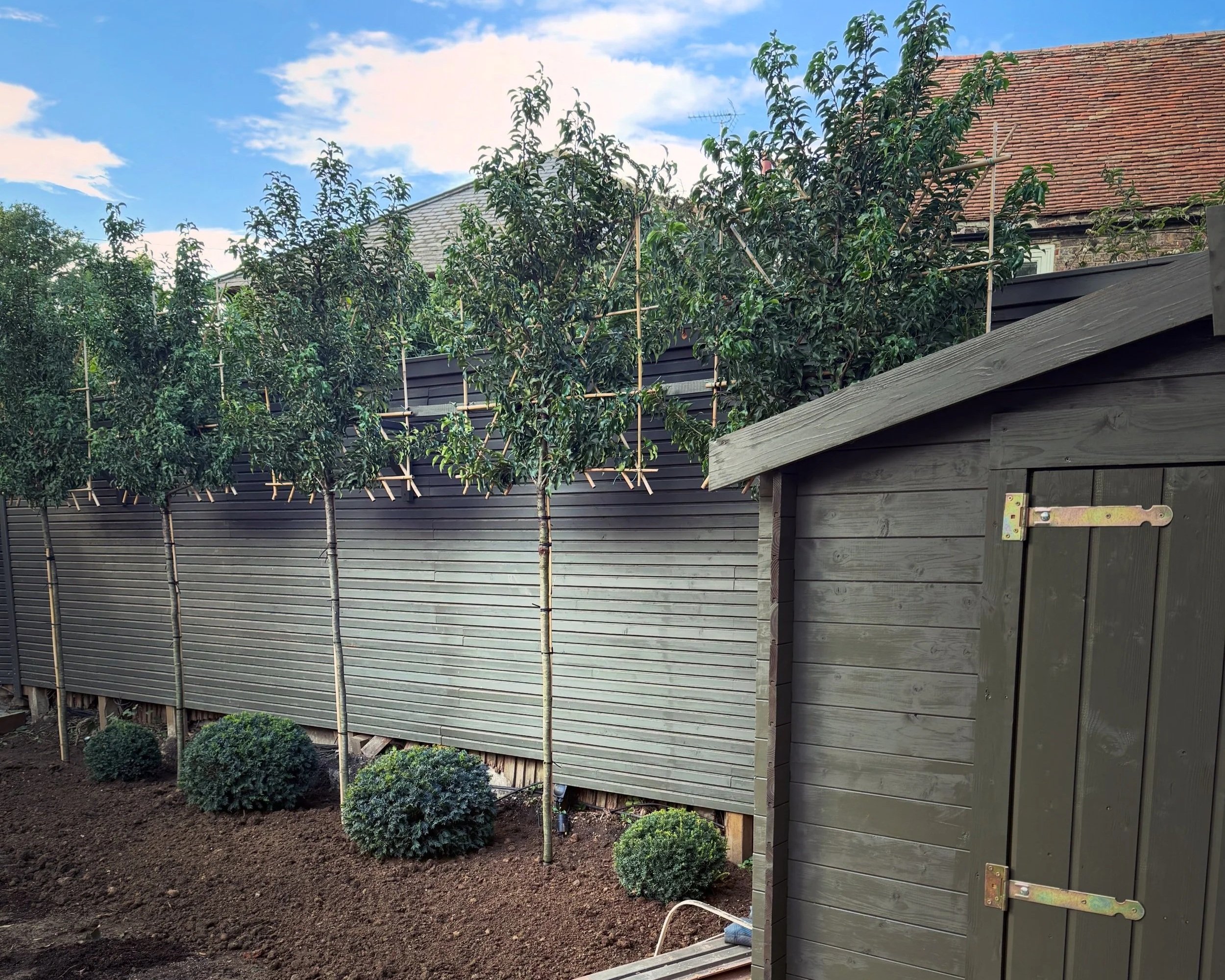 Life’s A Pleach. | Why pleached trees might be one of the smartest additions to your garden. 