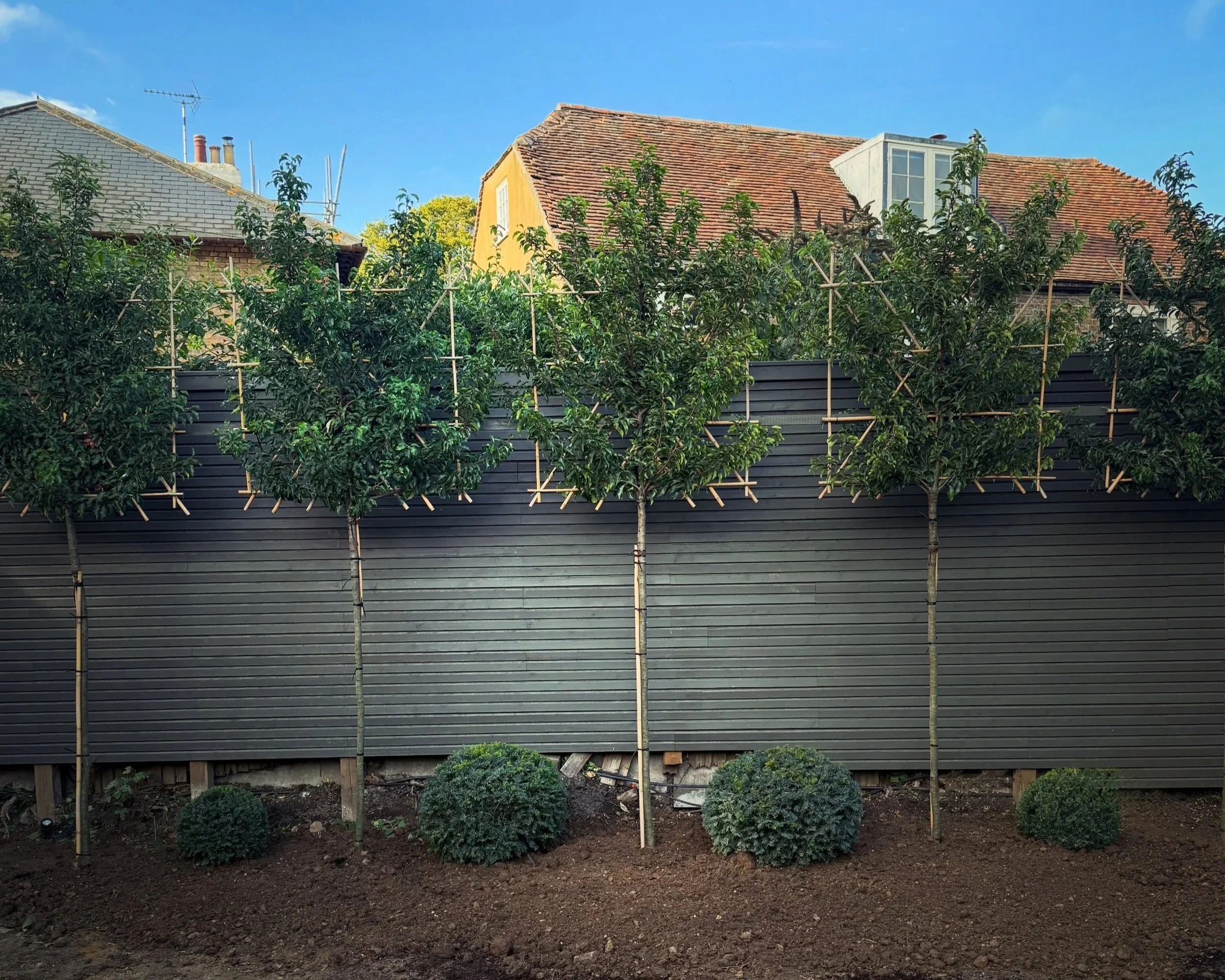 How to care for your new Pleached trees | A step-by-step seasonal guide