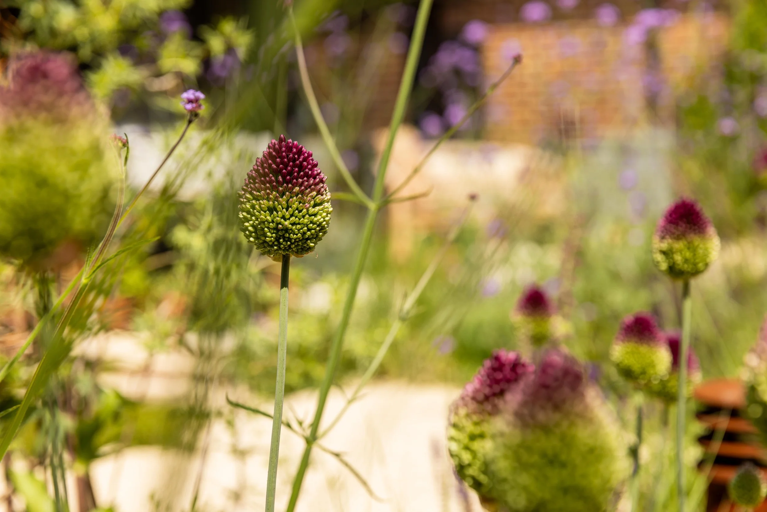 A close-up of an Allium with an oval-shaped flower head that is green at the bottom and transitions to pink at the top, surrounded by other plants with purple flowers in the background.