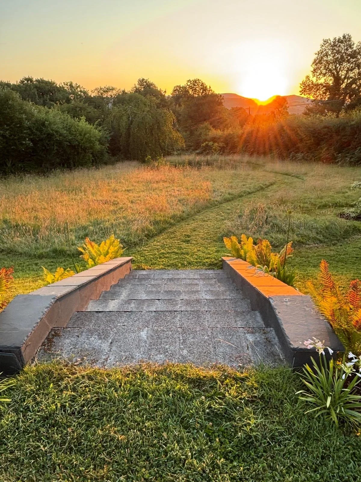 Native Wildflower mix