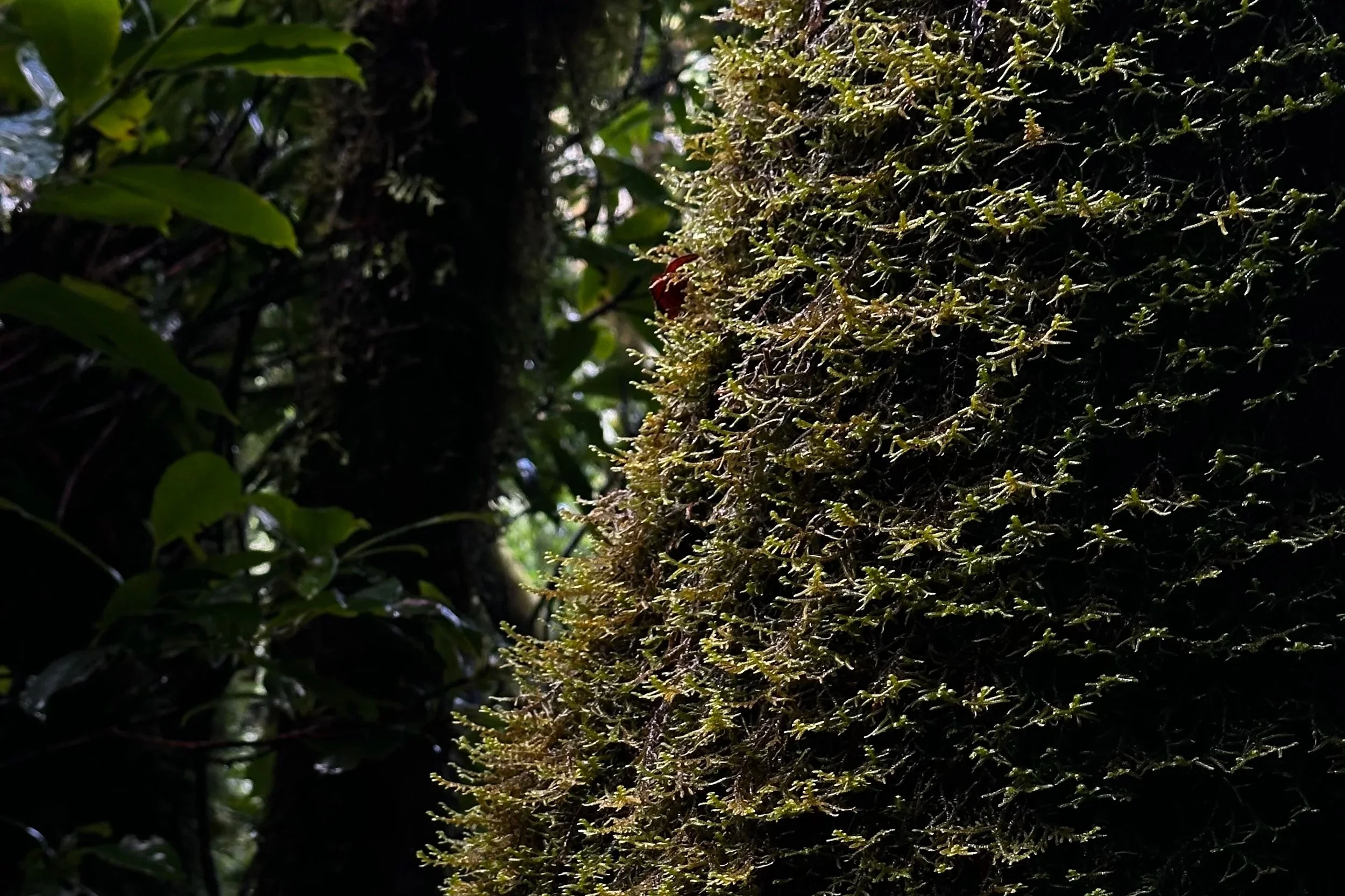 Close-up of moss growing on a tree trunk in a forest.