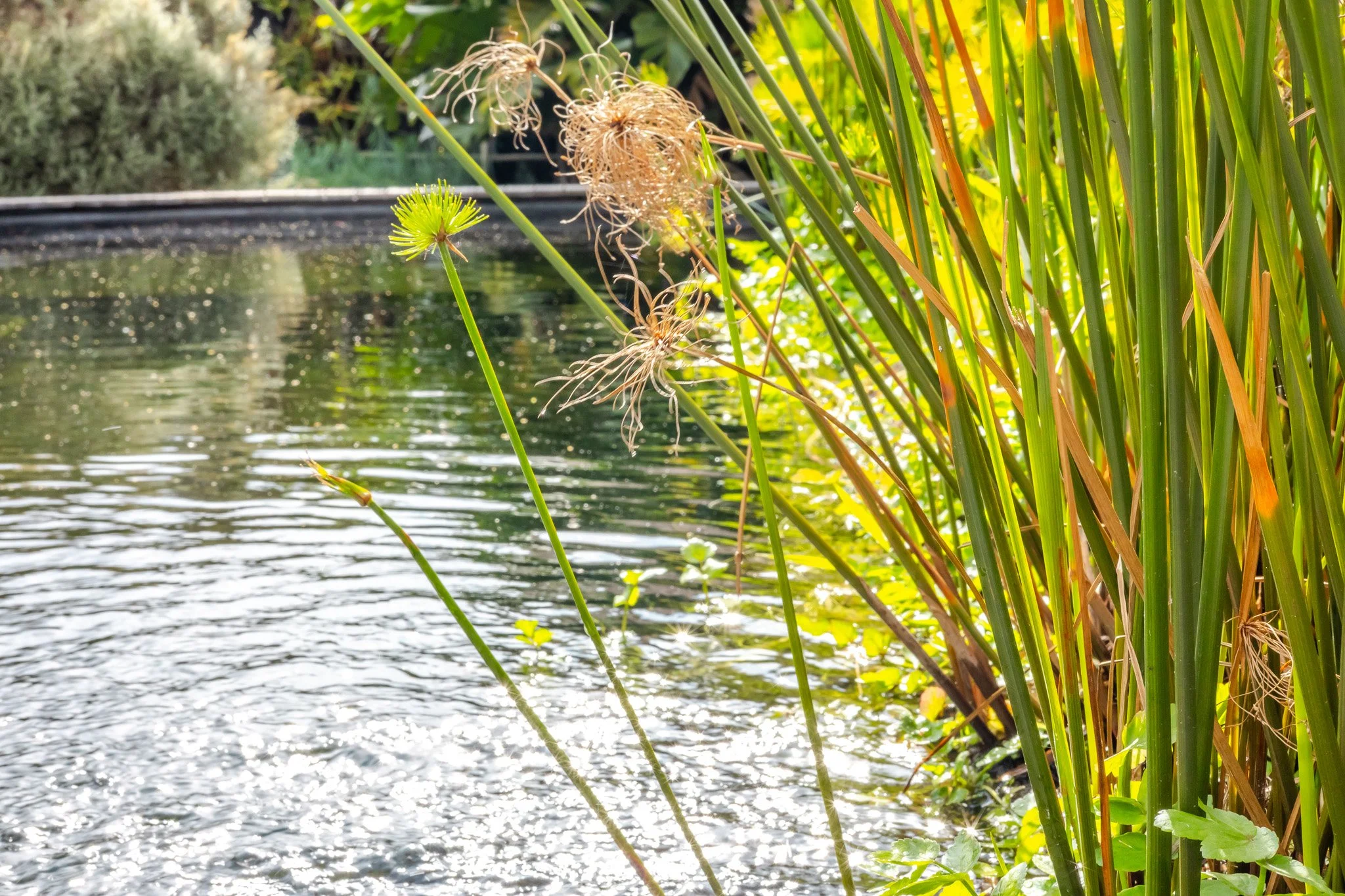 Close-up detail of a natural eco-pool with reeds, captured by a professional property photographer to highlight the outdoor amenities of a local stay.