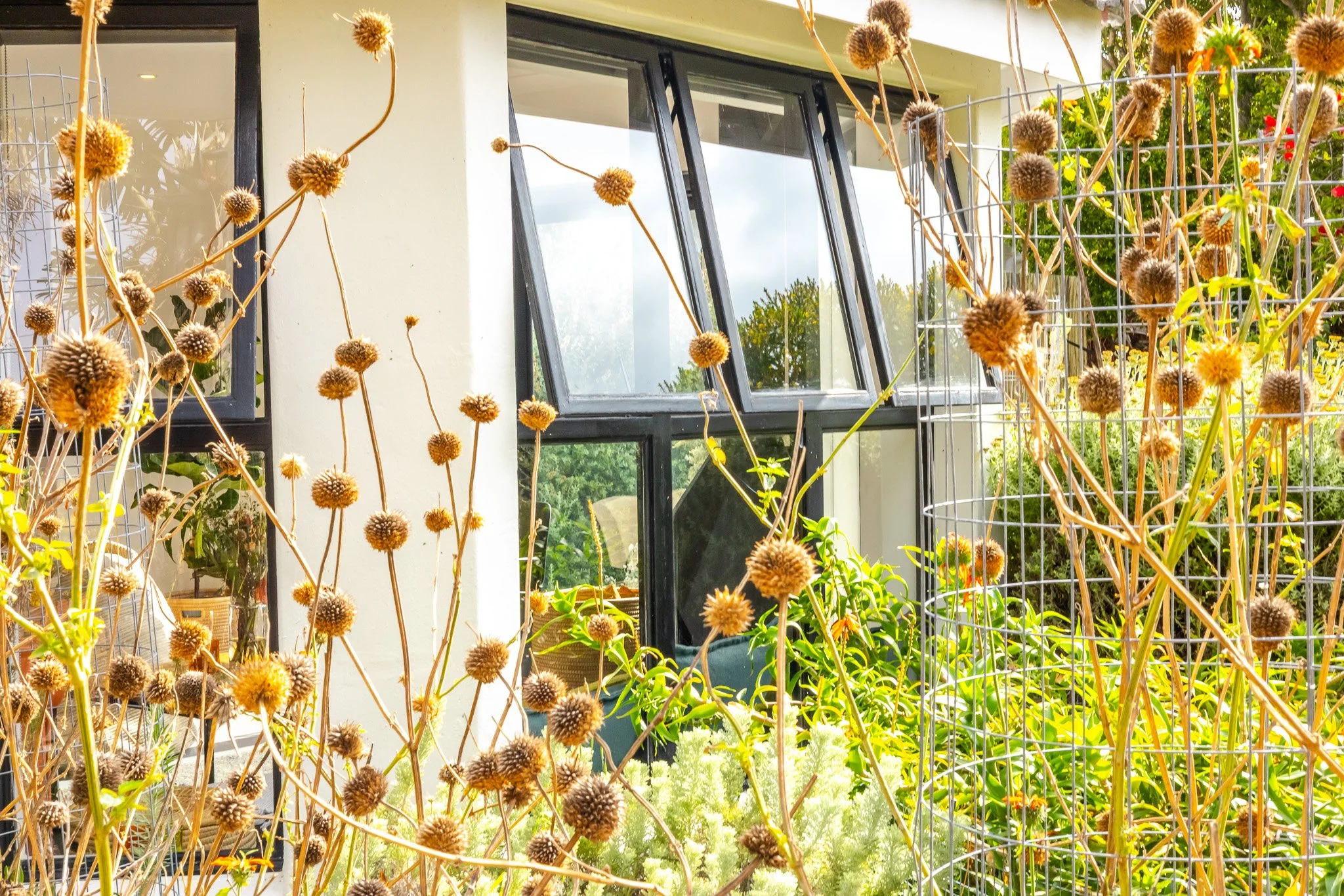 Detailed architectural shot of modern black-framed windows in a Kommetjie home, framed by local flora and dry botanicals.