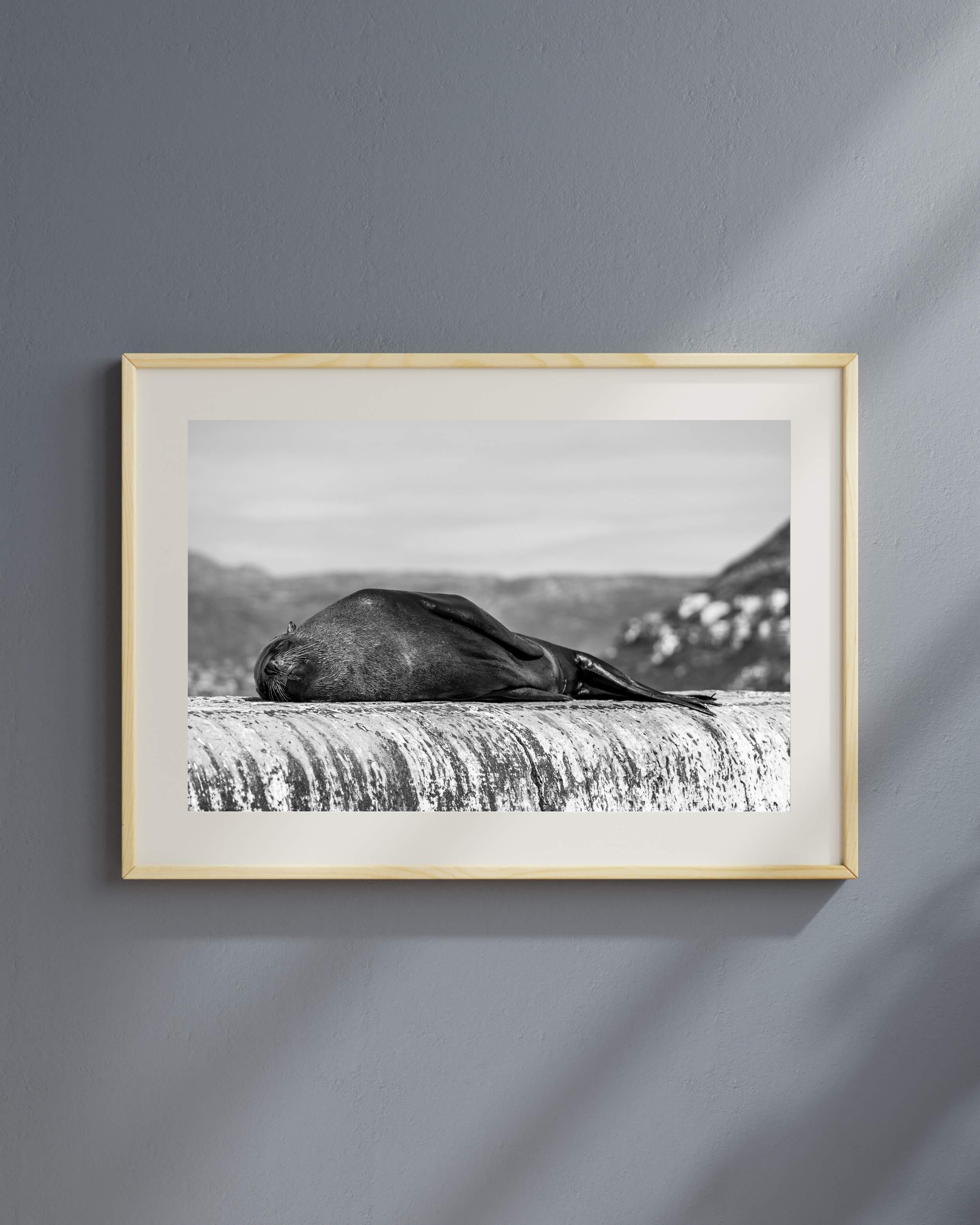 Peaceful black and white print of a sleeping seal on the Kalk Bay Harbour wall. Add minimalist, calming coastal nature photography to your decor by MadEye Photography.