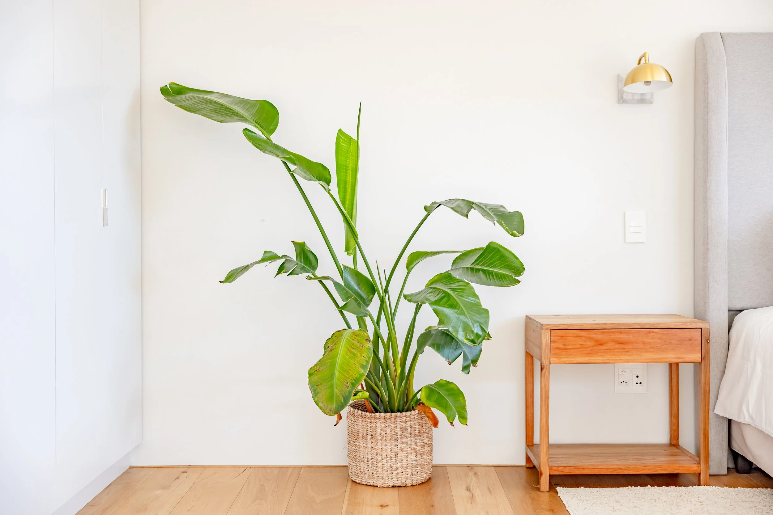 Minimalist interior photography of a Strelitzia (Bird of Paradise) plant in a bright, modern Cape Town home.