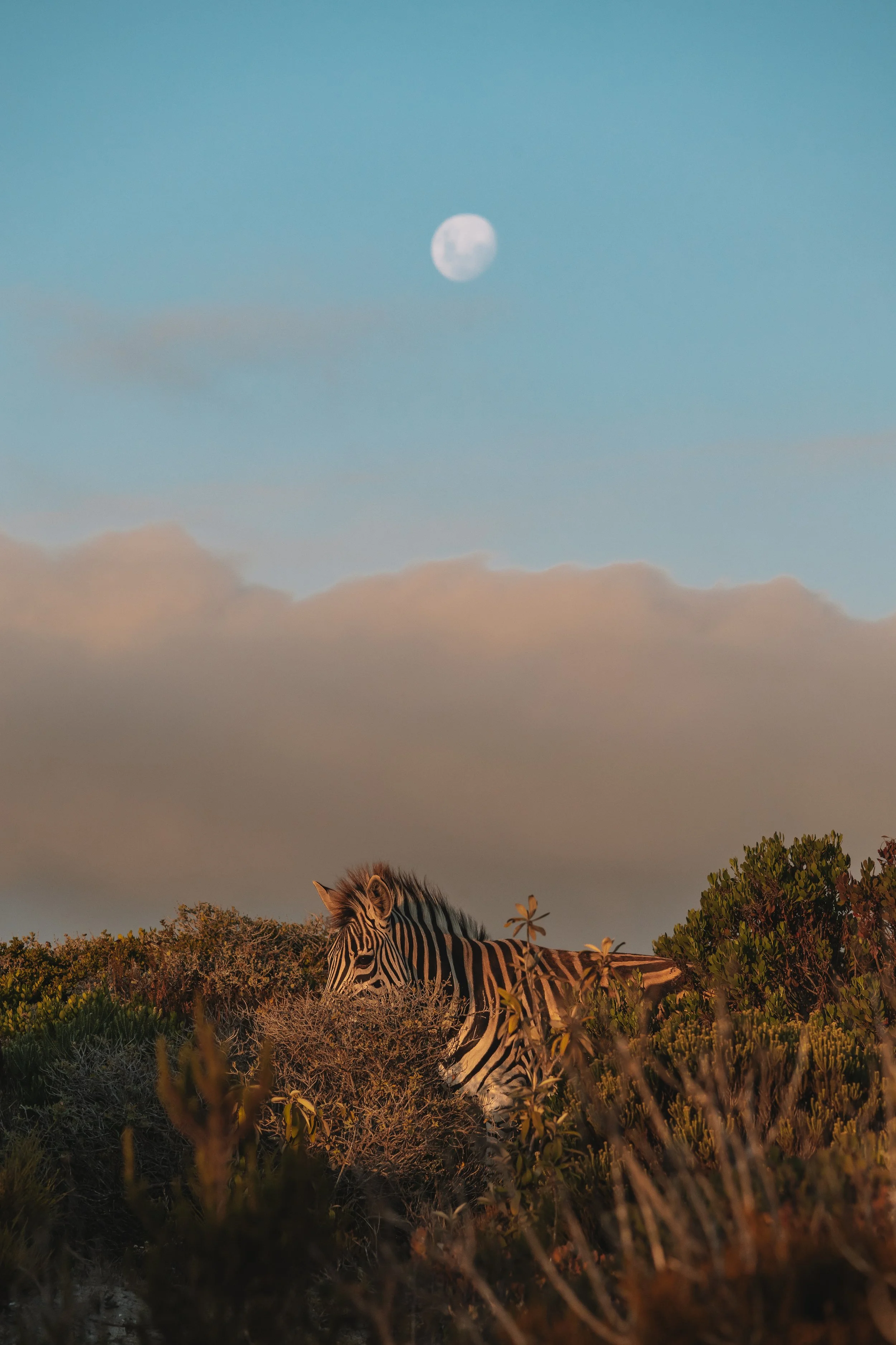 A zebra lying in the bushes with a blue sky, moon, and some clouds in the background.