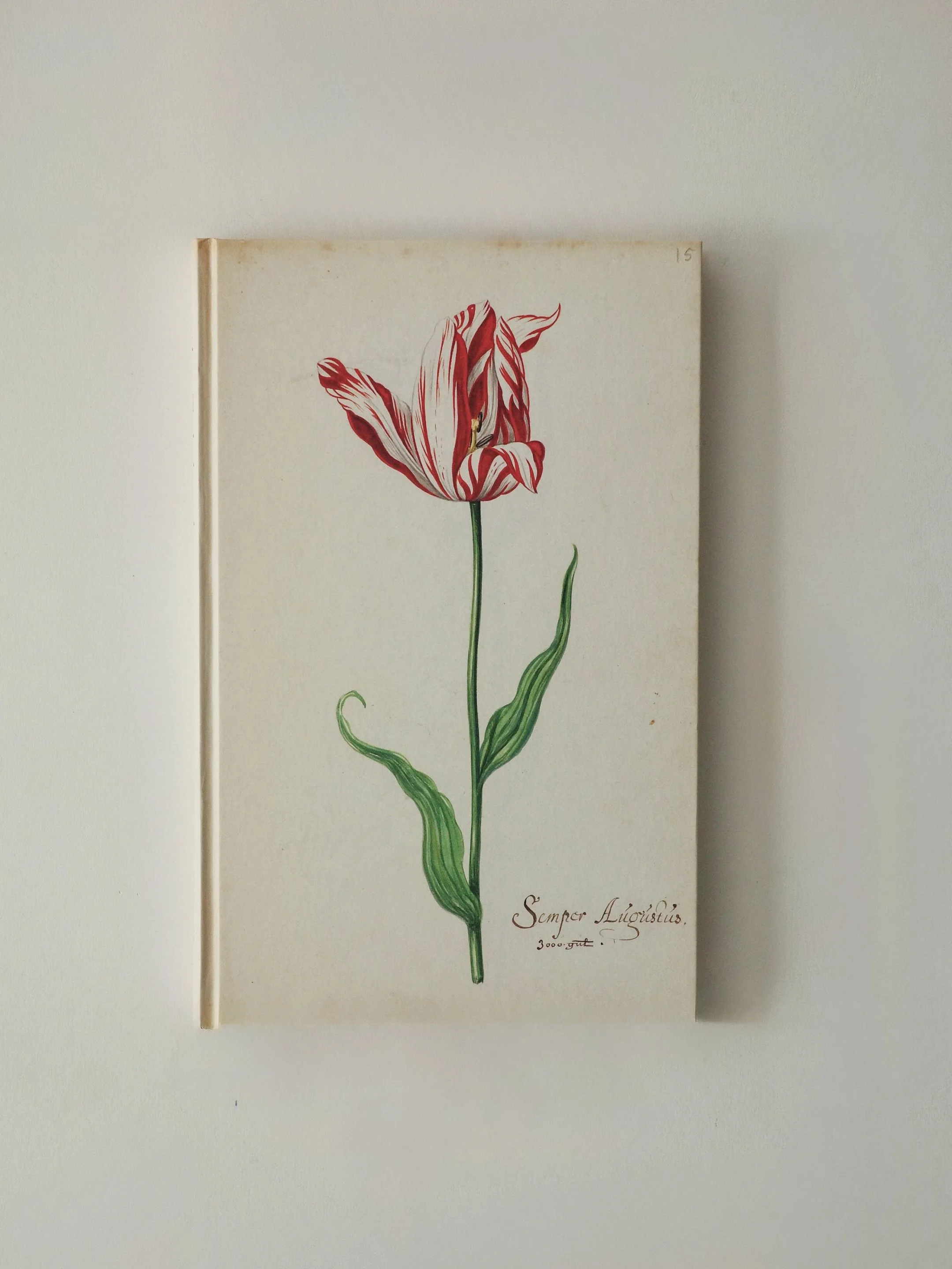 the Tulpbook