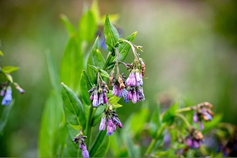 Wildflower season has arrived at Kirkwood! 🌼🏔️

The slopes may have traded snow for sunshine, but they&rsquo;re just as beautiful this time of year. Get out and explore the trails you ski all winter, breathe in the fresh mountain air, and enjoy the