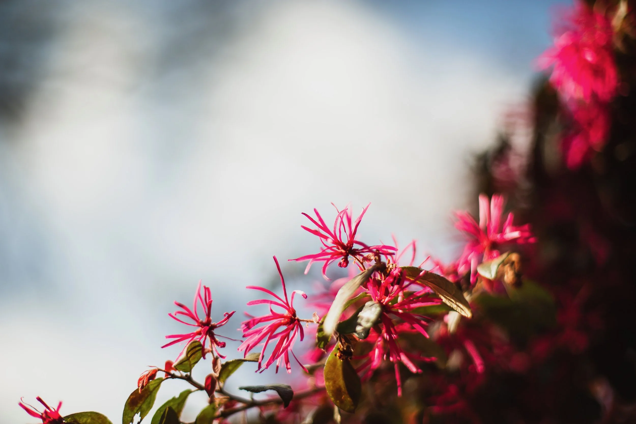 Camellias and Clutter