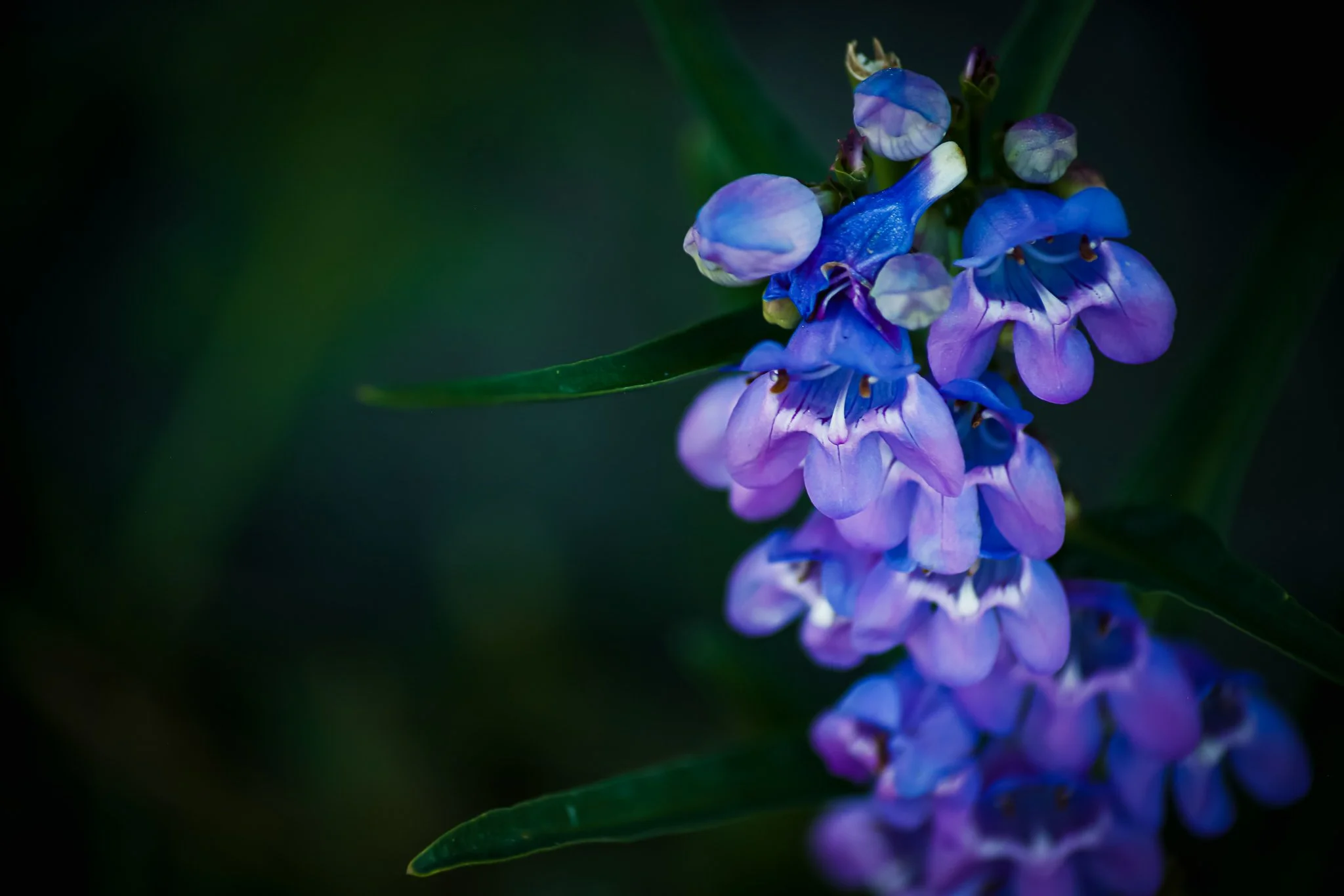 6 Poems on Peace