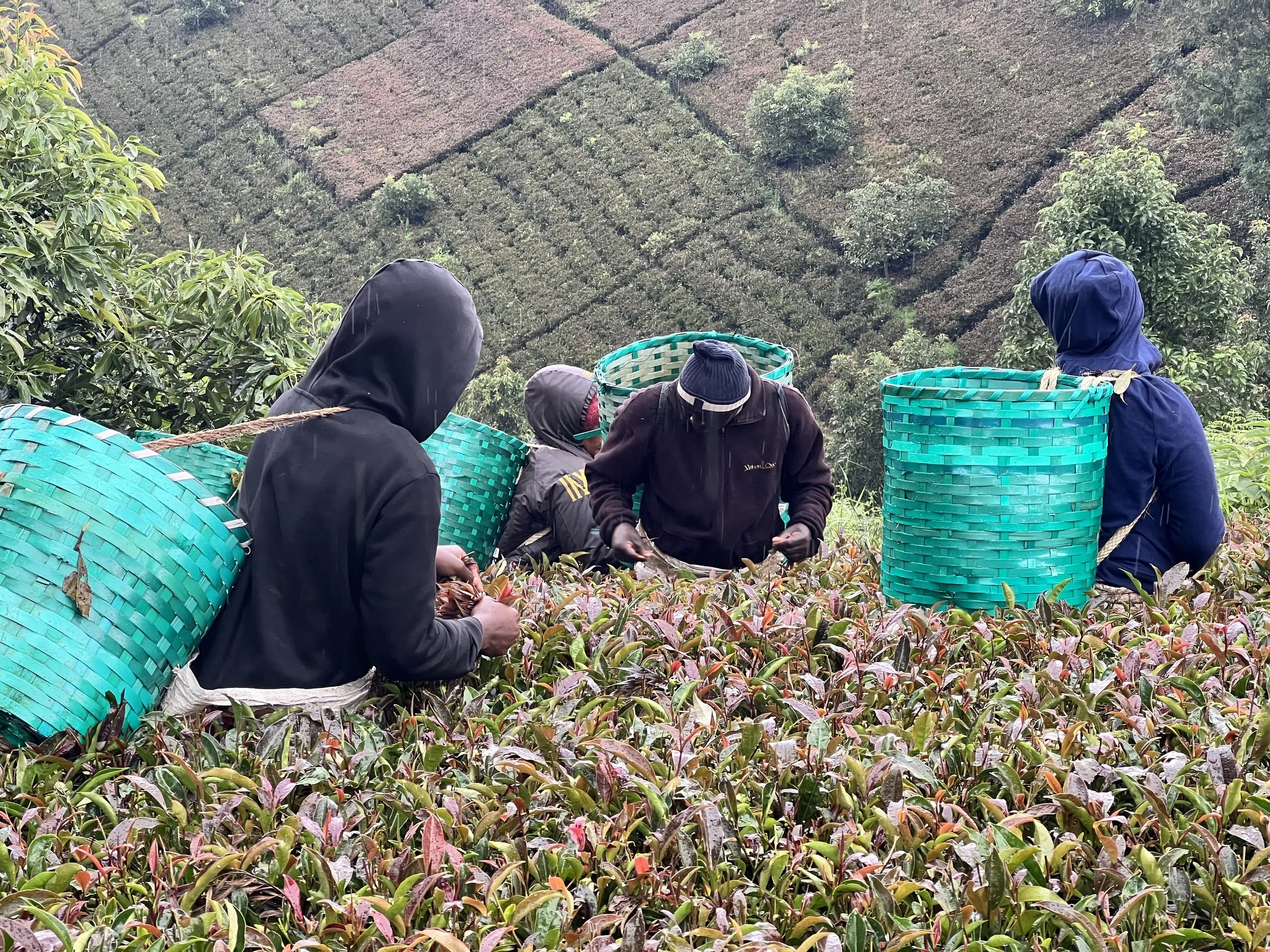 Farmers Pcking 8.jpeg