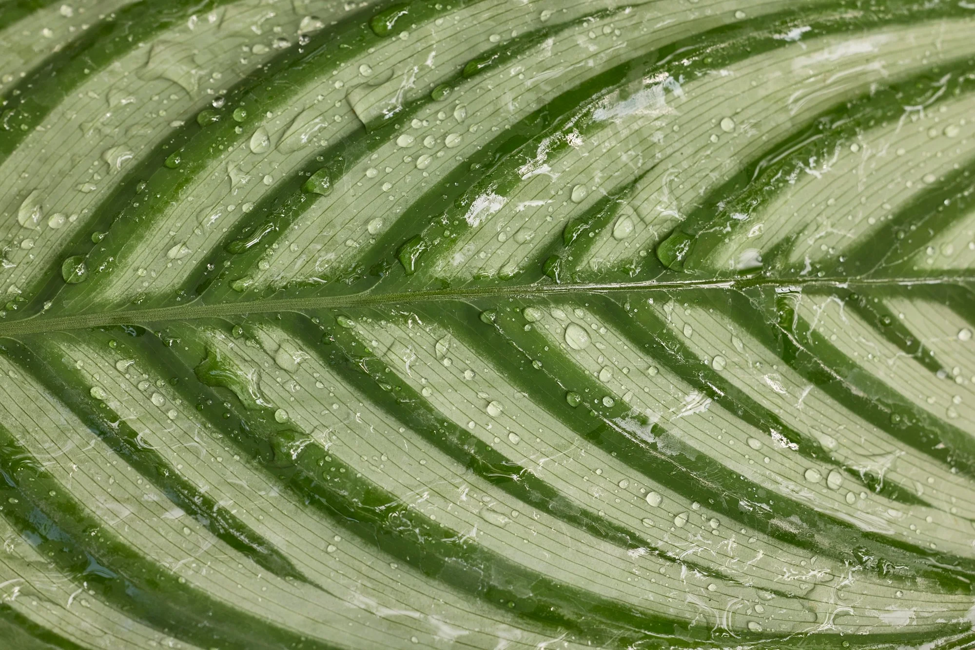 HOSTA VEINS
