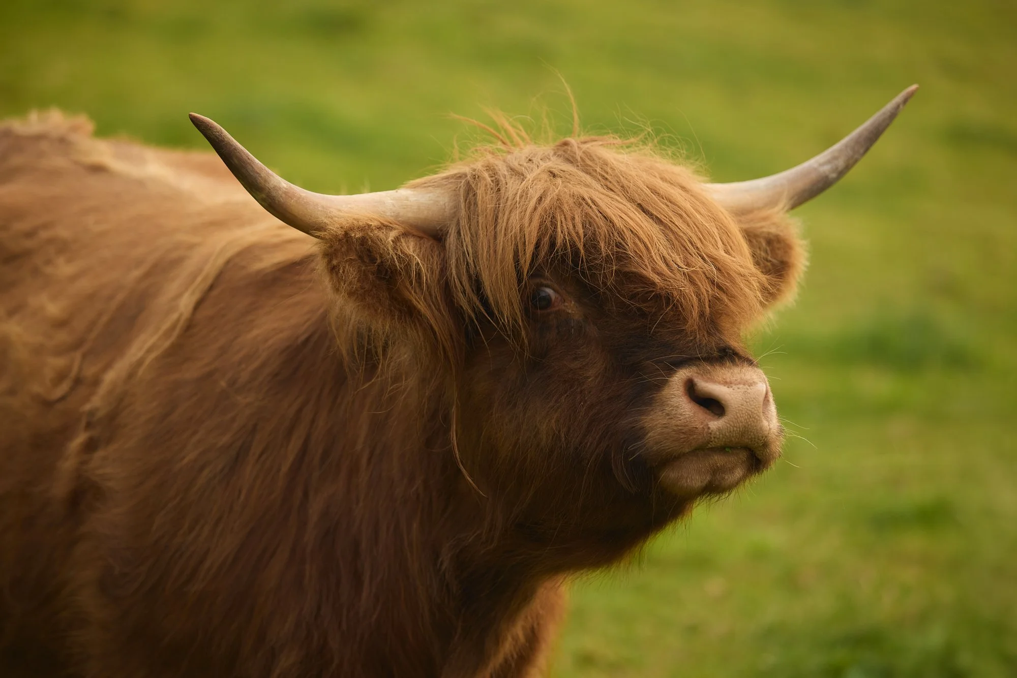  FRINGED HIGHLAND COW