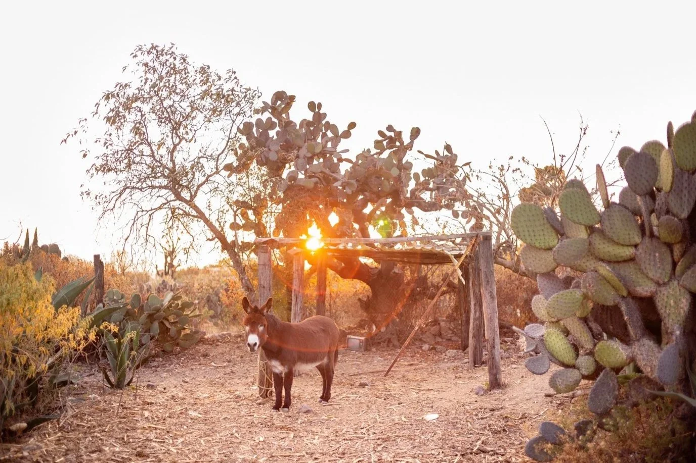 BURRO IN CACTUS GLOW