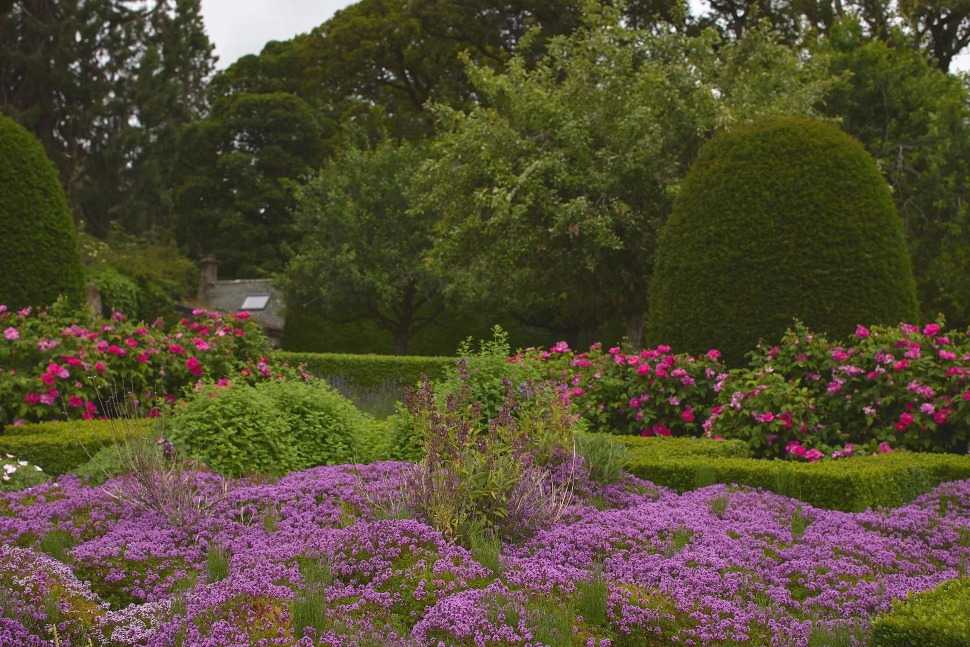 CAWDOR LAVENDER CARPET