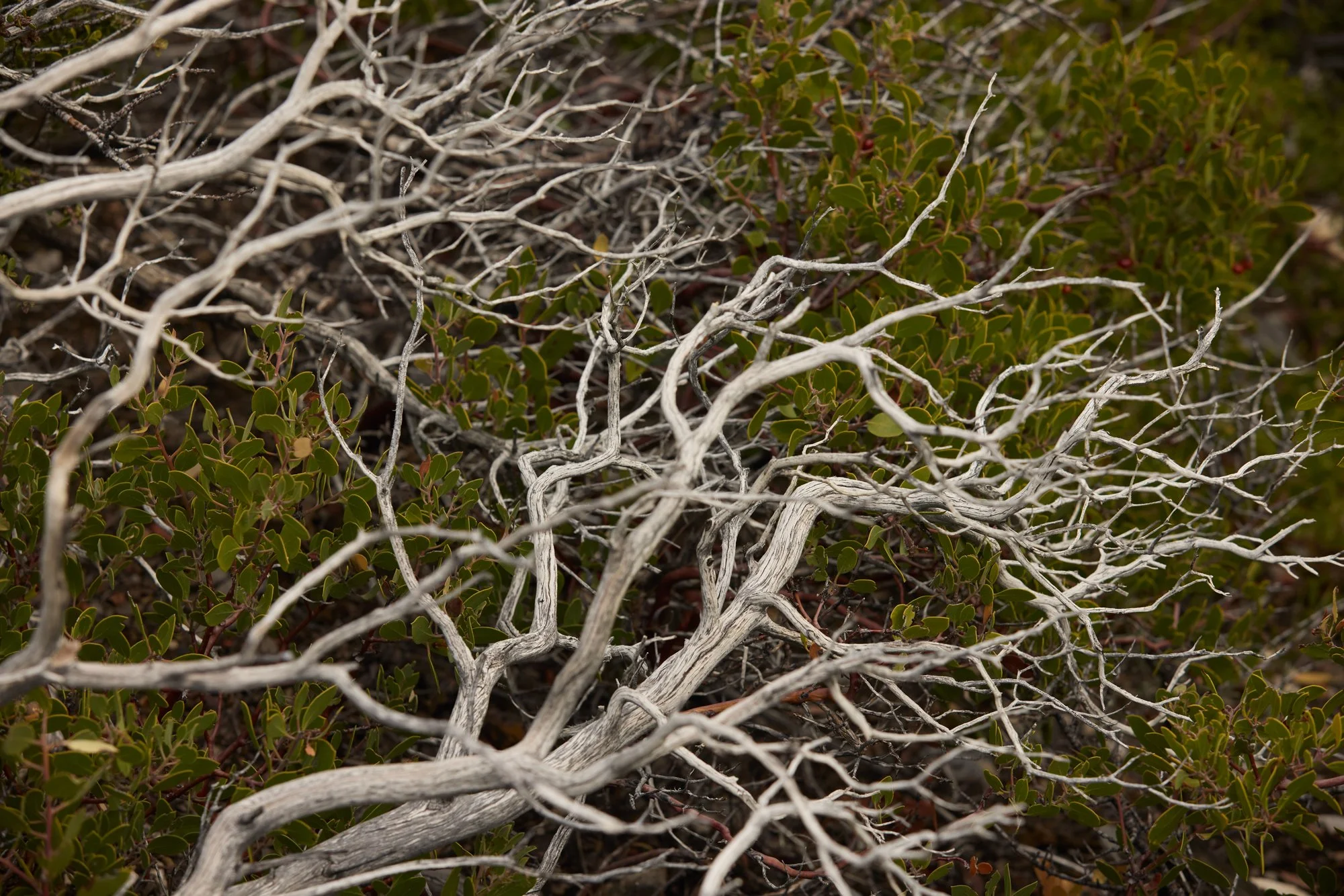 MANZANITA TANGLE