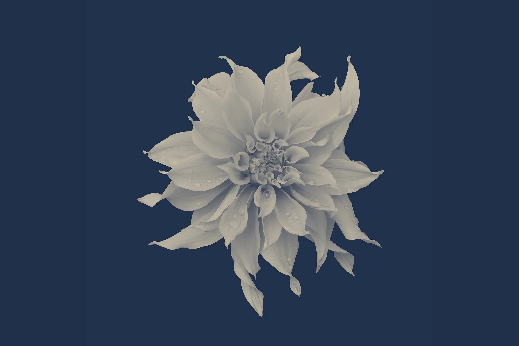 IVORY DAHLIA