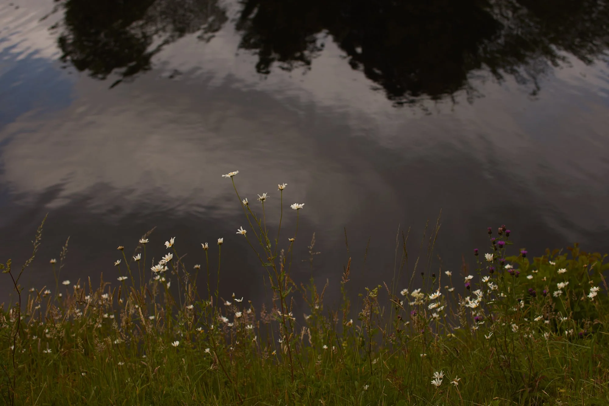 OXEYE DAISIES
