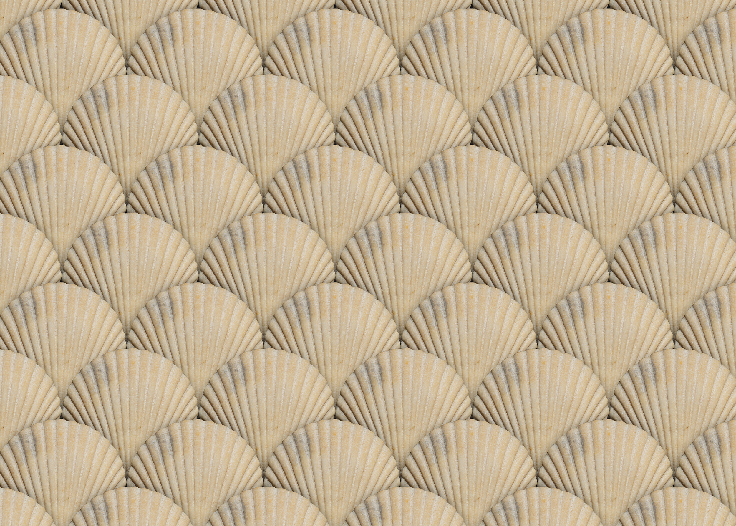 SCALLOP CREME
