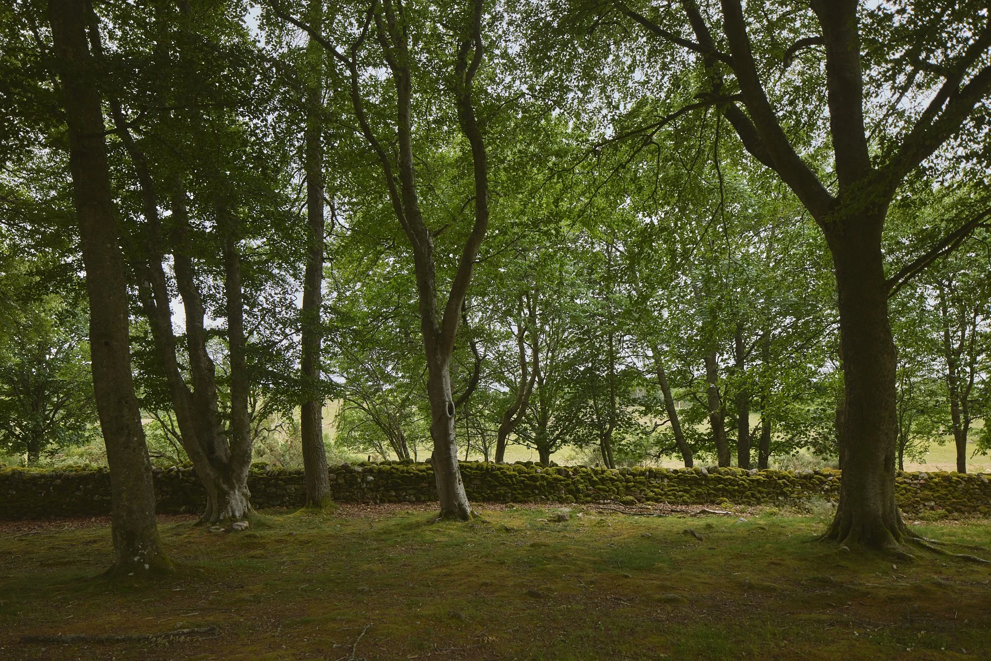 CLAVA CAIRNS CLEARING
