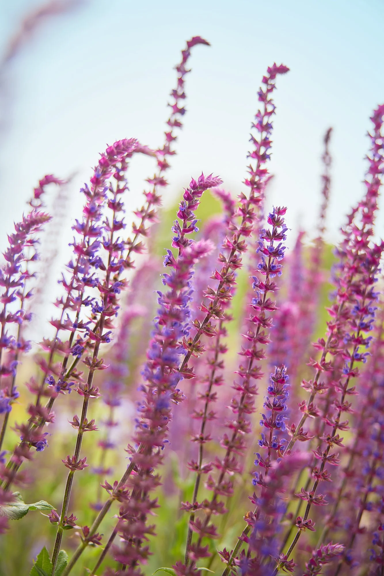 SALVIA SPIKES