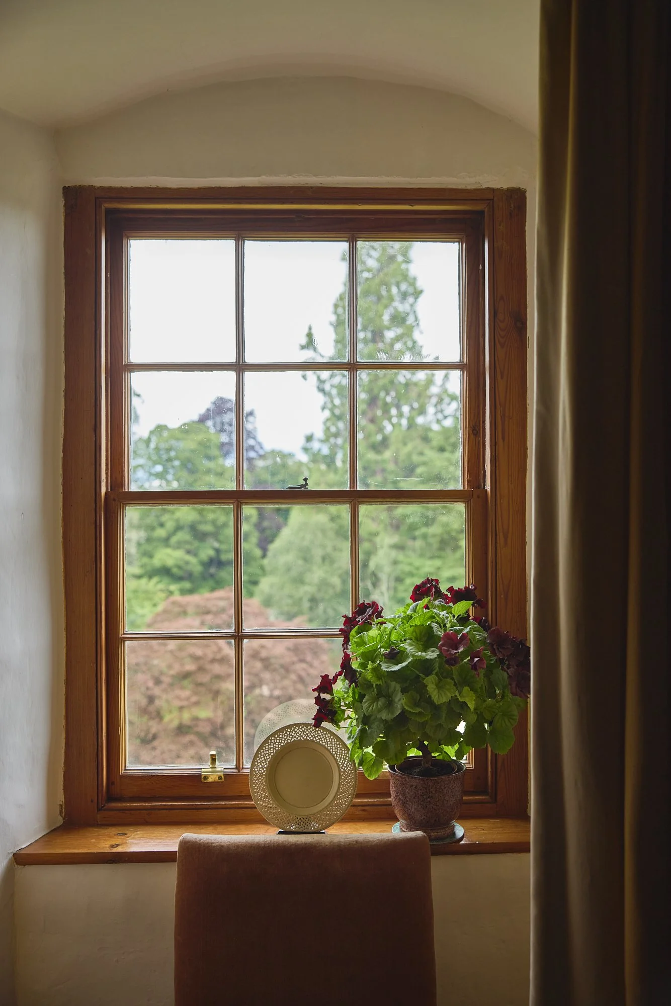  DOWAGER’S WINDOW PLANT