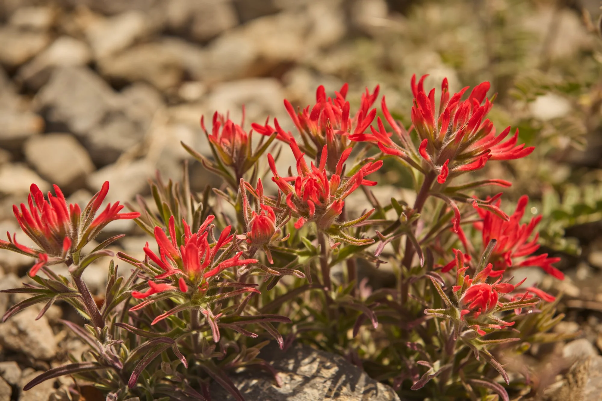 INDIAN PAINTBRUSH