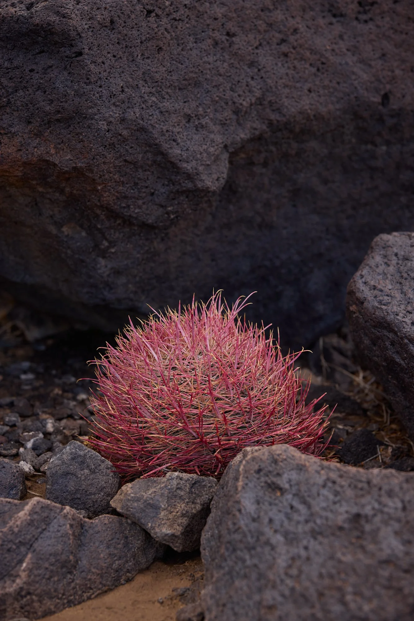RED BARREL CACTUS