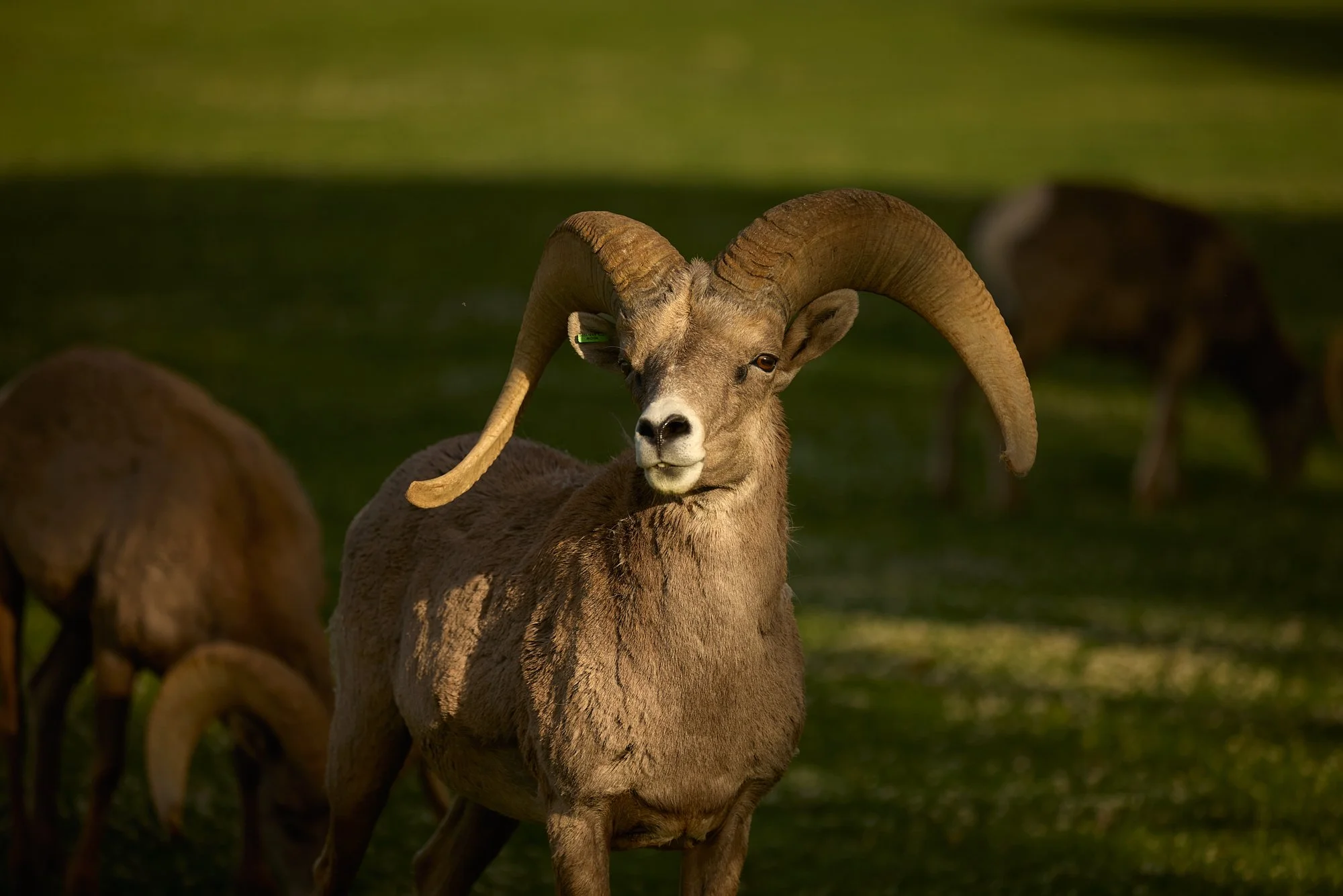 BIGHORN STARE