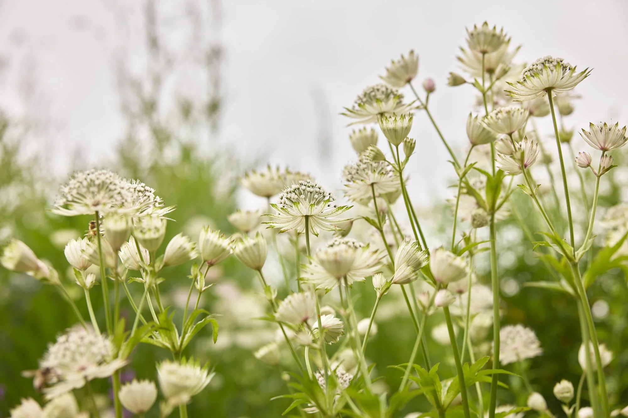 ASTRANTIA STARS