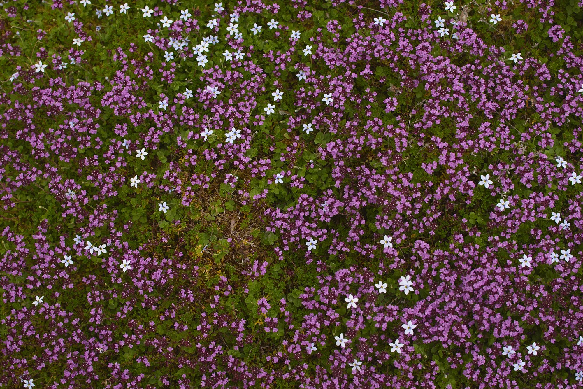 CREEPING THYME