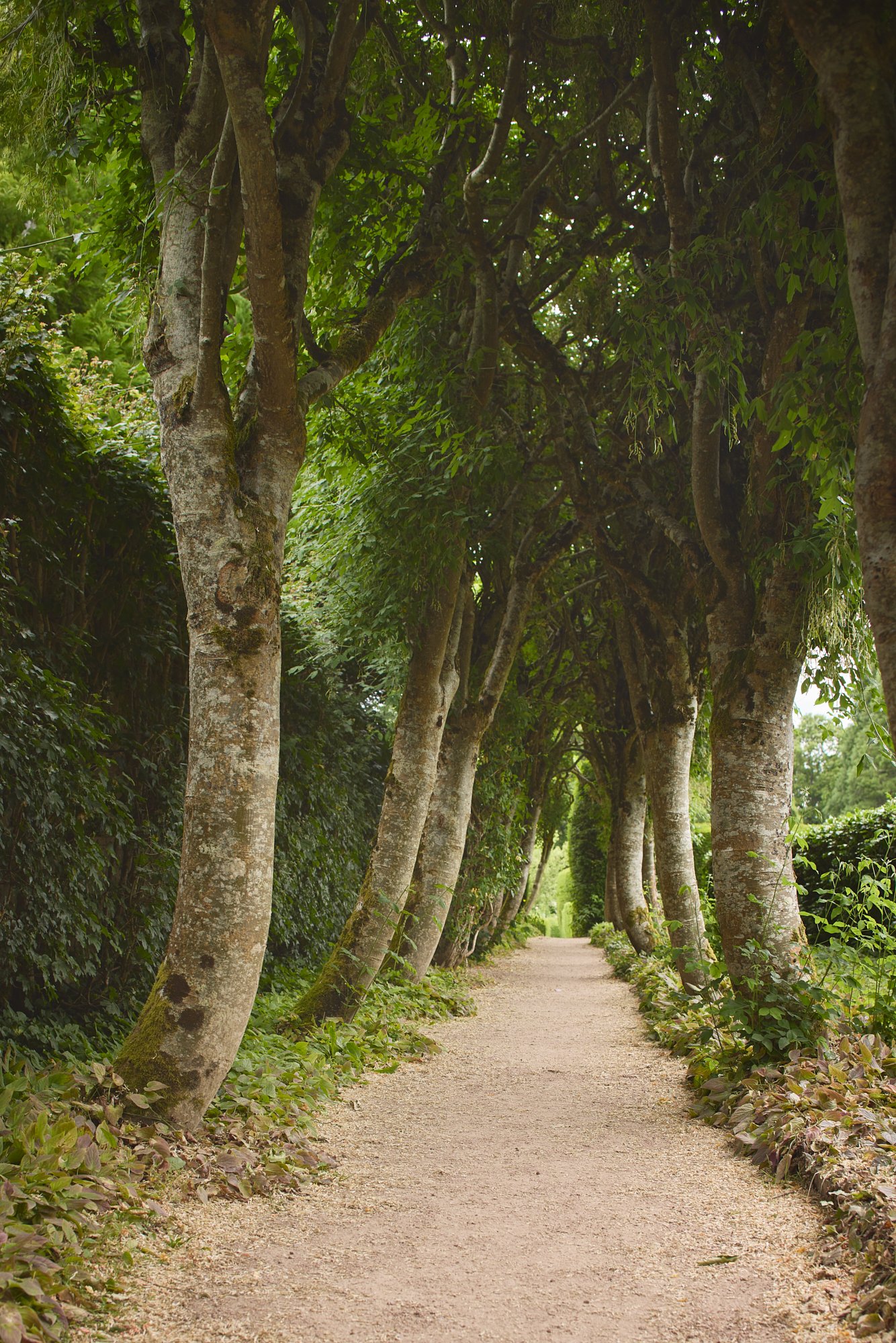 CAWDOR TREE TUNNEL