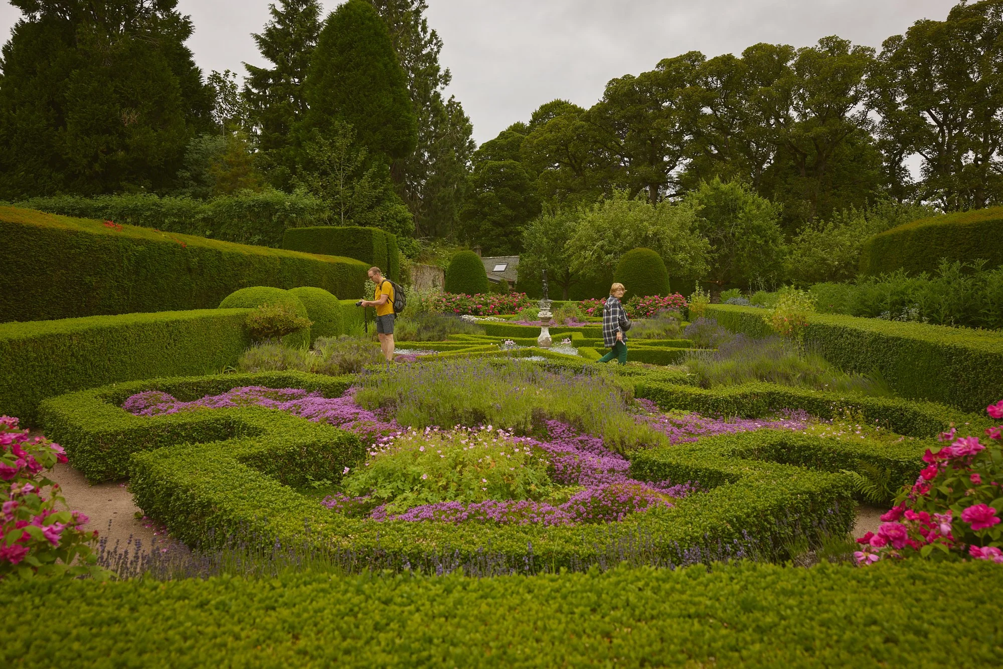 BOXWOOD PARTERRE