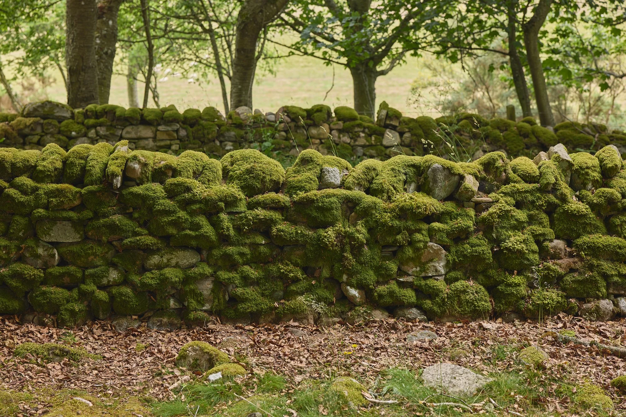 CLAVA MOSSY WALL