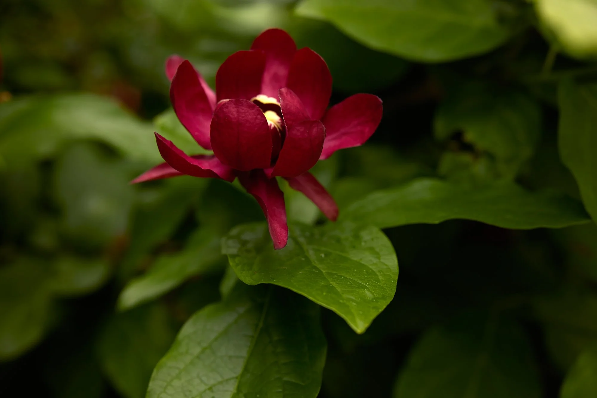 CALYCANTHUS BLOOM