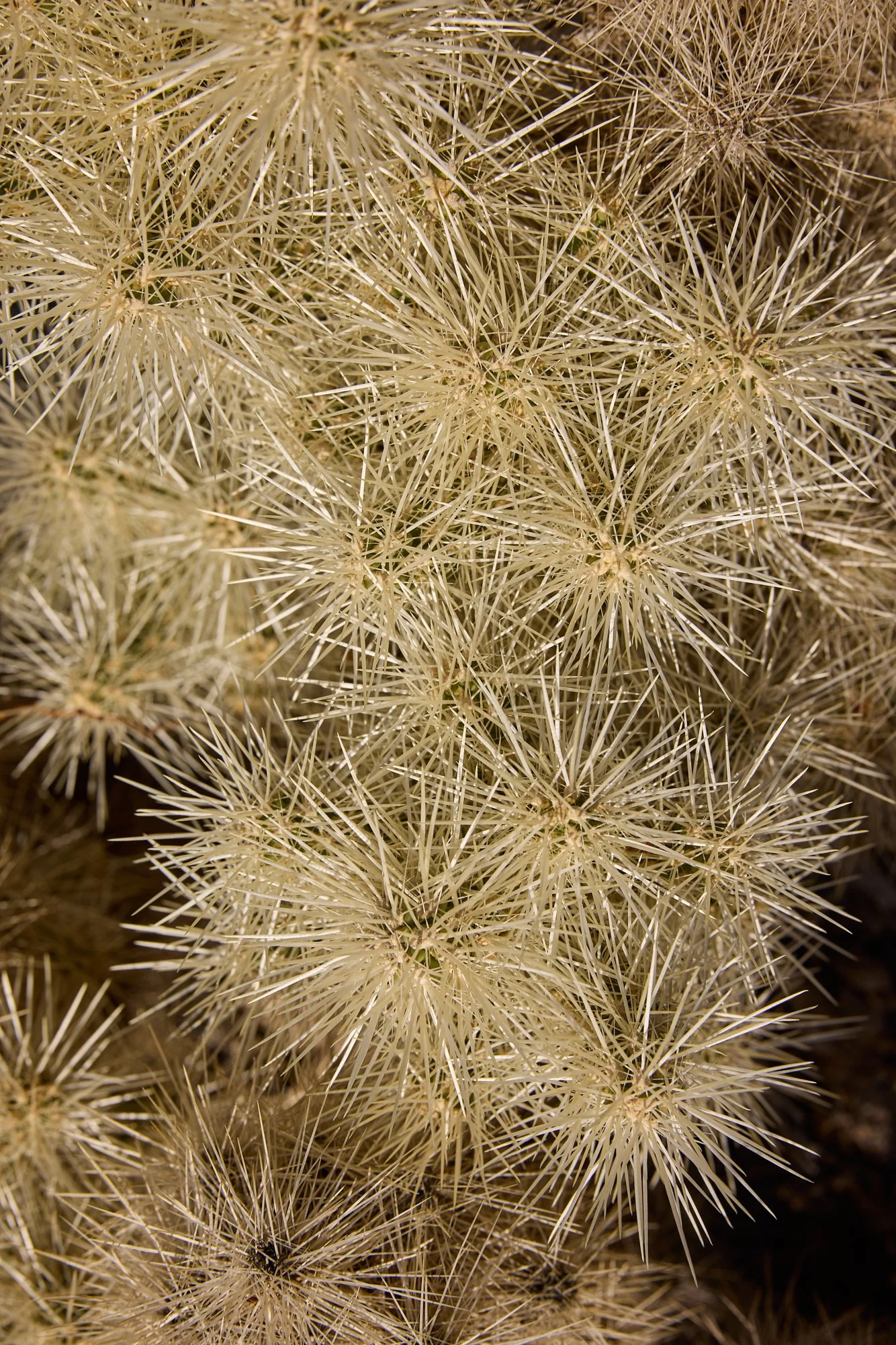 SILVER CHOLLA