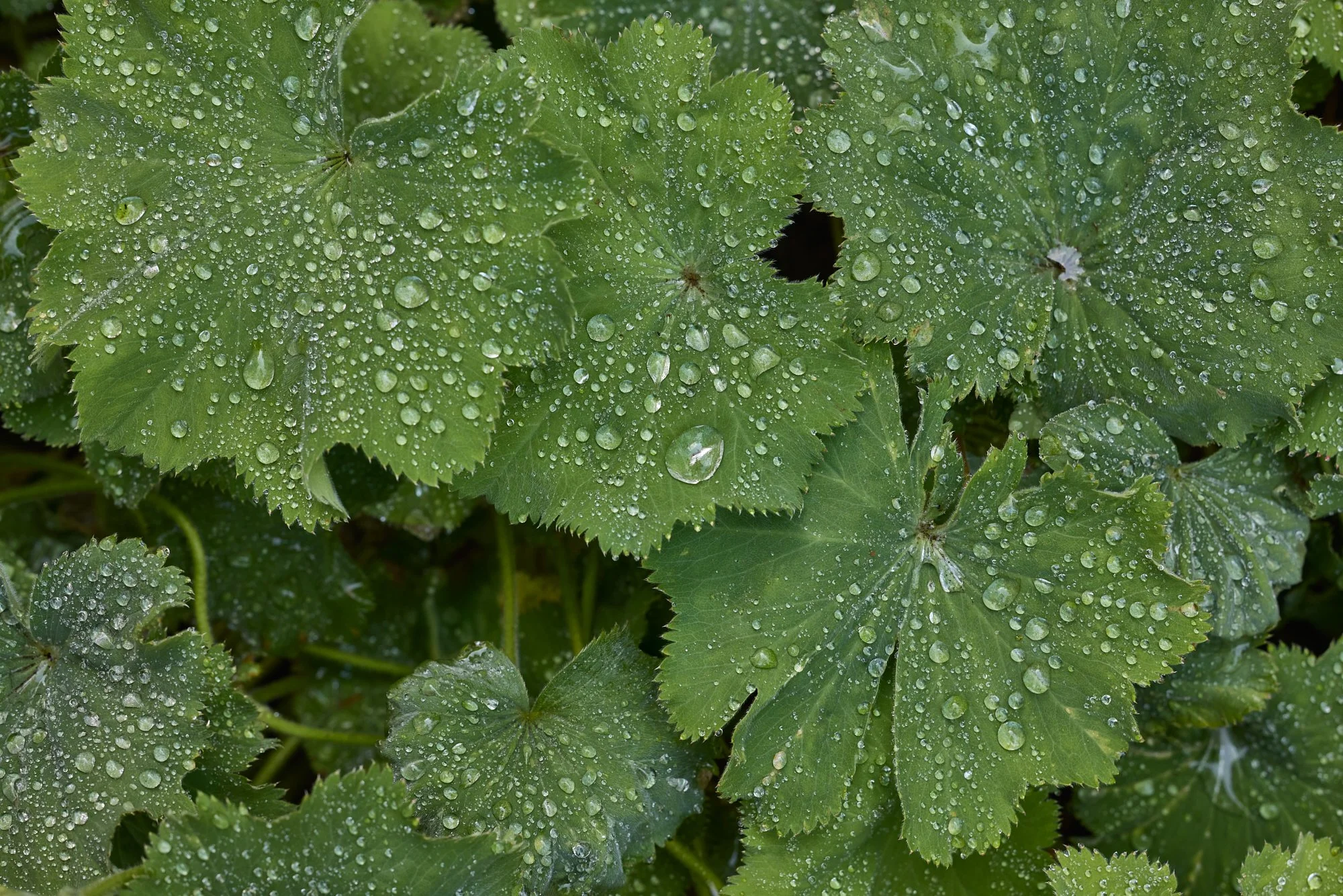 LADY’S MANTLE DEW