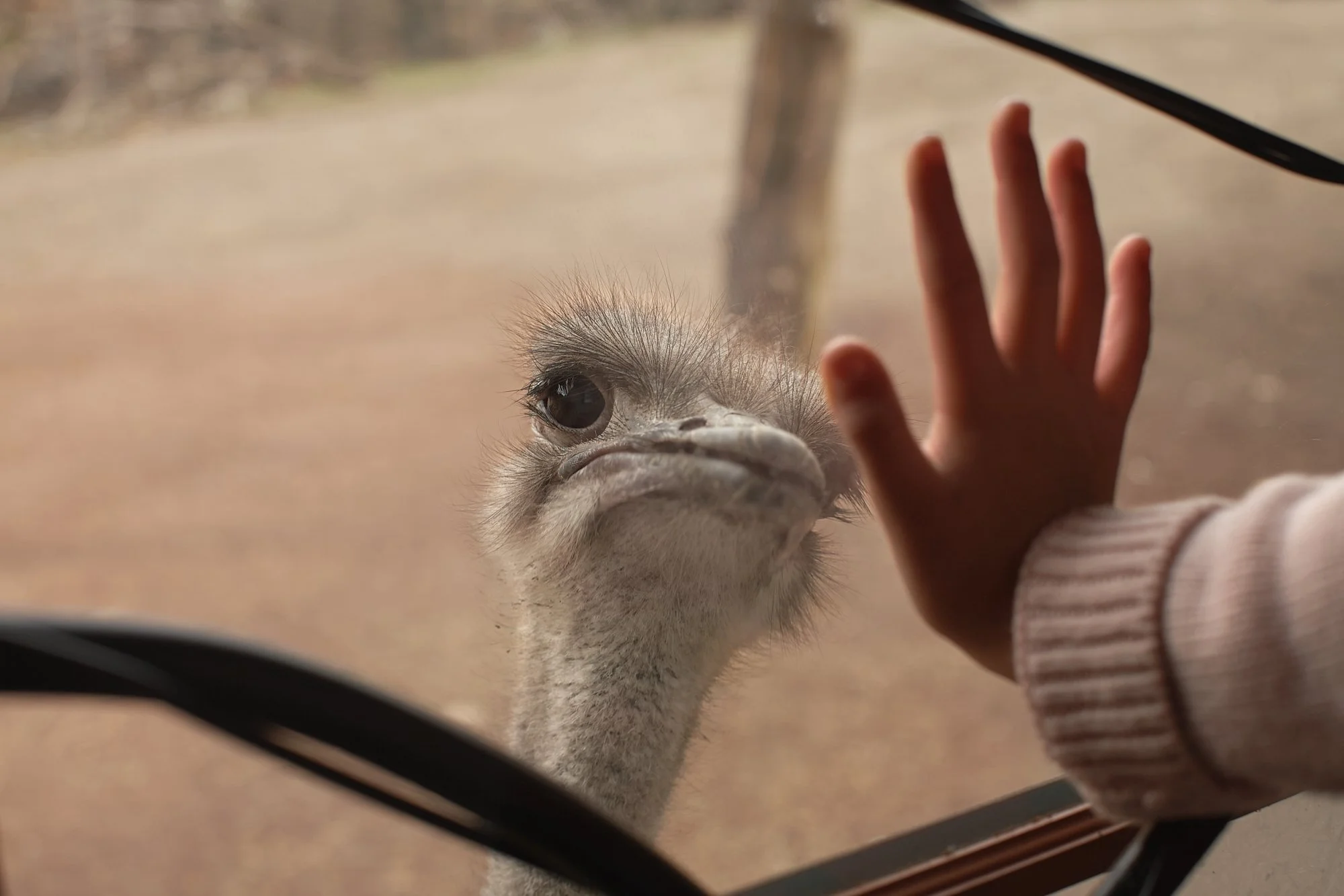 OSTRICH WINDOW HELLO