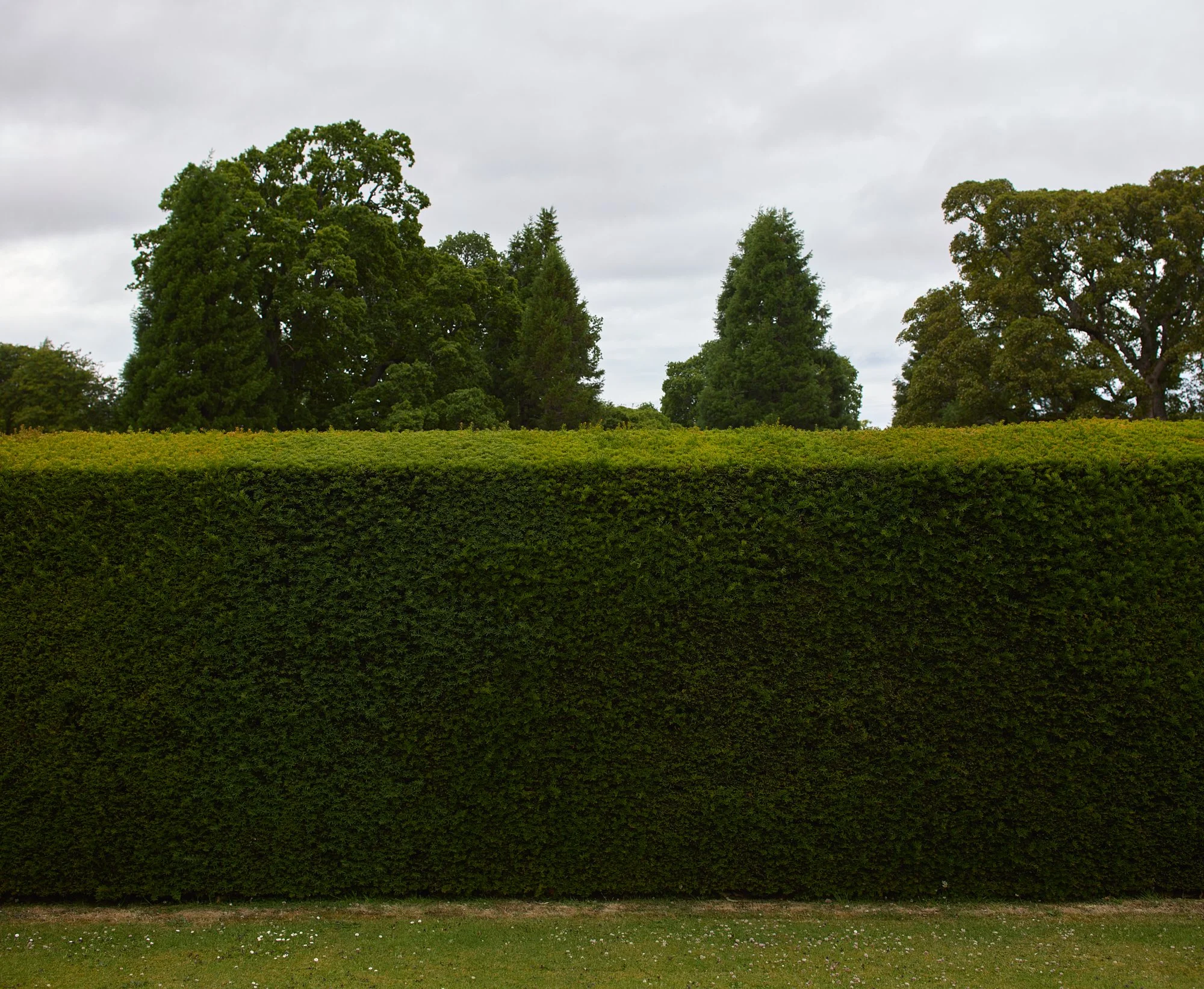 CAWDOR GREEN WALL